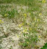 Sisymbrium septulatum. Цветущее и плодоносящее растение. Копетдаг, Чули. Май 2011 г.