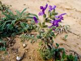 Salvia lanigera. Цветущее растение. Израиль, Шарон, г. Герцлия, высокий берег Средиземного моря. 24.12.2008.
