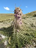 Schmalhausenia nidulans