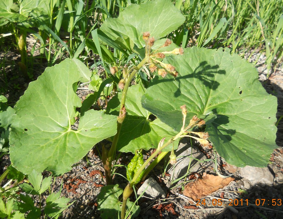 Image of Petasites radiatus specimen.