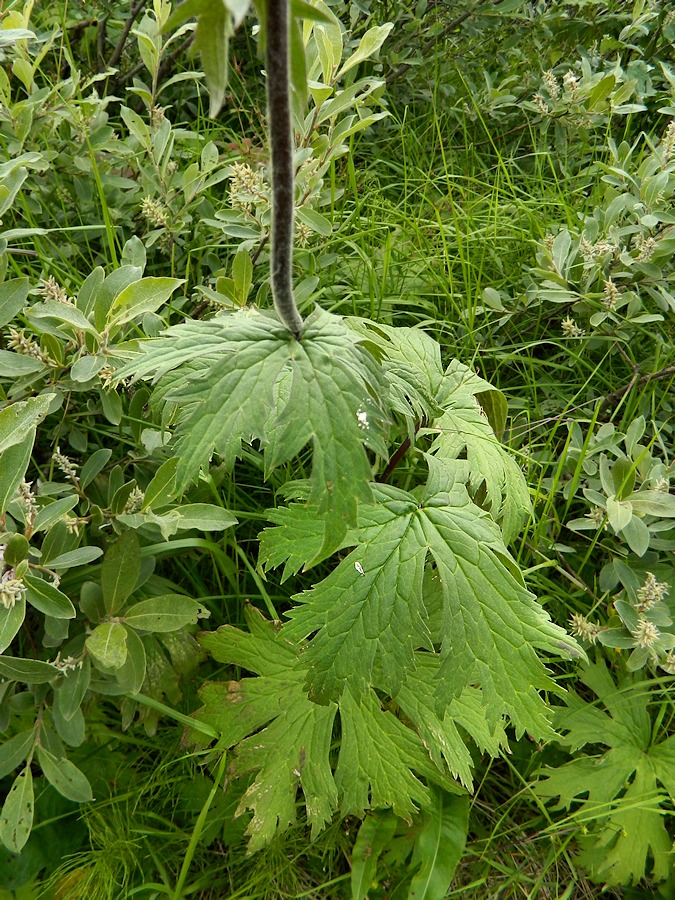 Изображение особи Aconitum septentrionale.