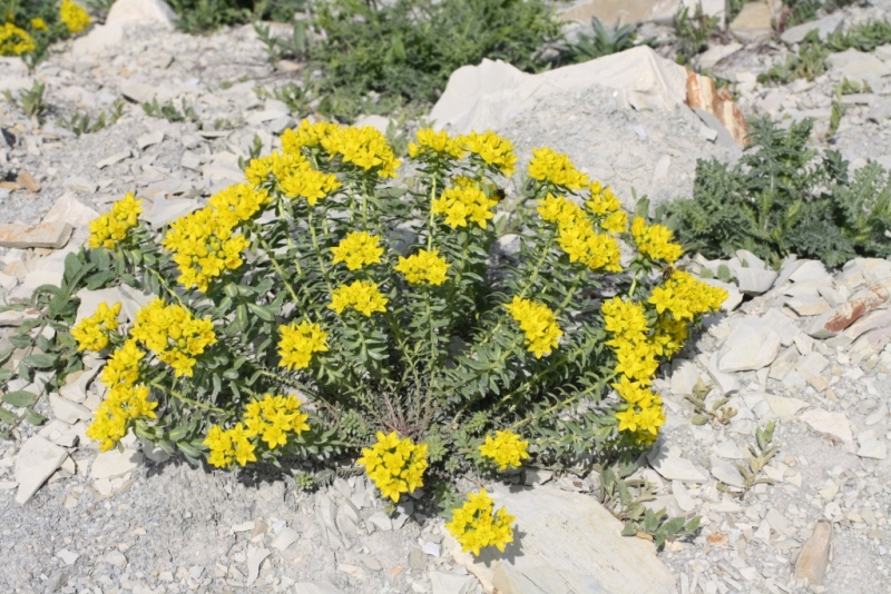 Изображение особи Haplophyllum thesioides.