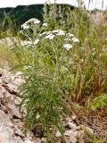 Achillea camtschatica