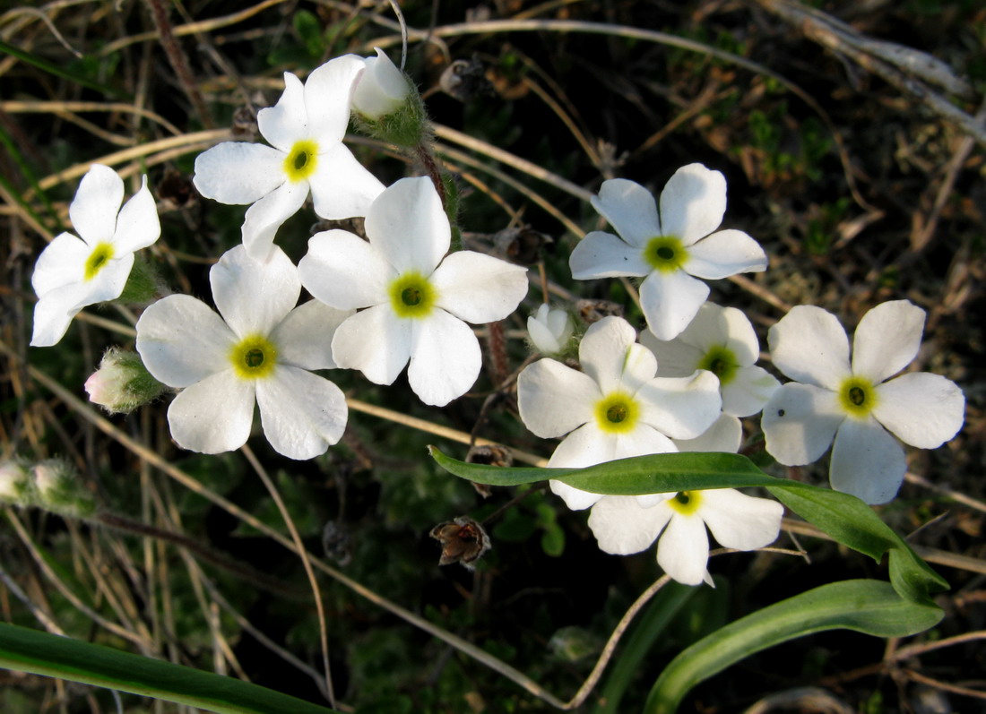 Image of Androsace incana specimen.