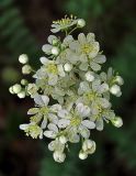 Filipendula vulgaris