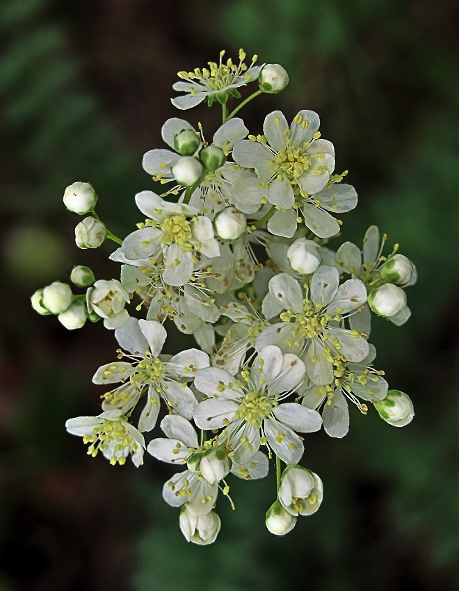 Image of Filipendula vulgaris specimen.