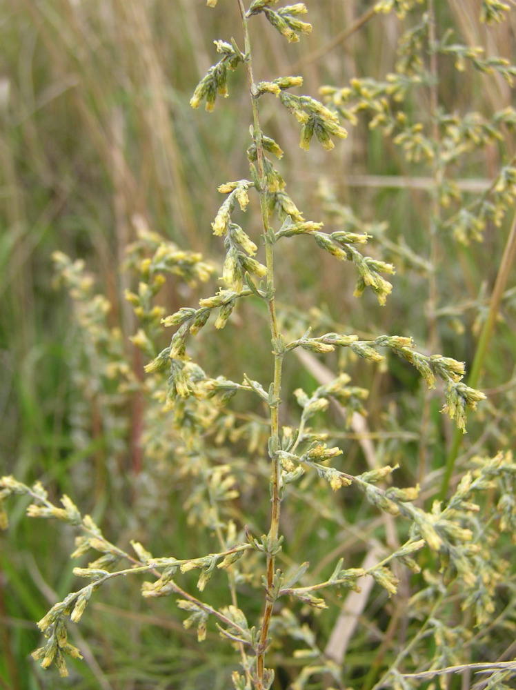 Image of Artemisia santonicum specimen.