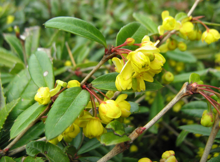 Изображение особи Berberis pruinosa.