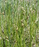 Carex praecox