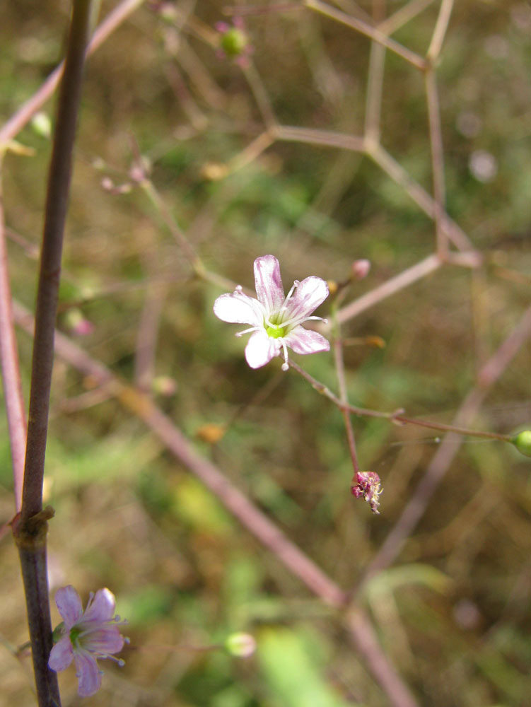 Image of Gypsophila perfoliata specimen.
