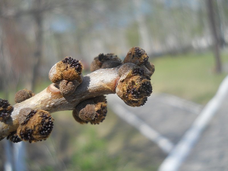 Image of Fraxinus pennsylvanica specimen.