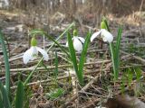 Galanthus alpinus