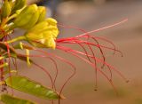 Caesalpinia gilliesii