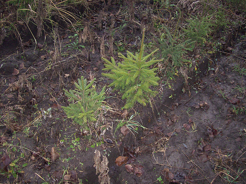 Image of Picea abies specimen.