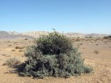 Plicosepalus acaciae. Пликосепалус, паразитирующий на кусте Nitraria retusa. Израиль, долина Арава, солончак Эйн-Эврона. 02.06.2012.