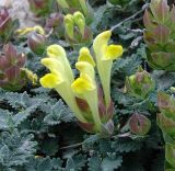 View full-size image Scutellaria orientalis