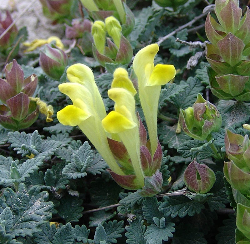 Image of Scutellaria orientalis specimen.