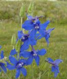 Delphinium grandiflorum