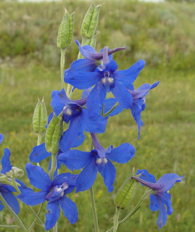 Image of Delphinium grandiflorum specimen.