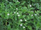 Myosoton aquaticum
