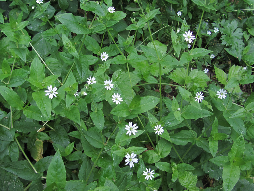 Image of Myosoton aquaticum specimen.