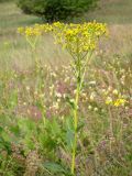 Senecio schwetzowii