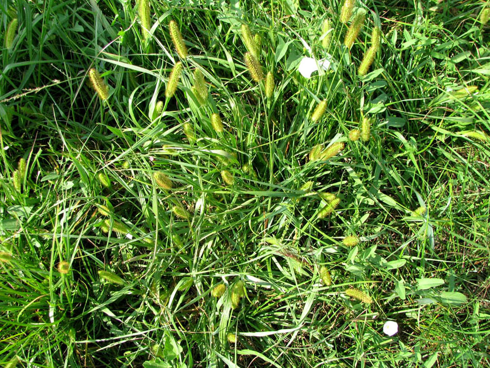 Image of Setaria pumila specimen.