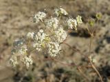 Palimbia defoliata. Соцветие. Казахстан, Актюбинская обл., Кобдинский р-н, юго-западнее пос. Акраб; меловая гряда Ишкаргантау по правому борту долины р. Ишкарган, педимент мелового склона; кальцефитная сухая ромашниково-дерновиннозлаково-ковылковая степь. 04.06.2012.