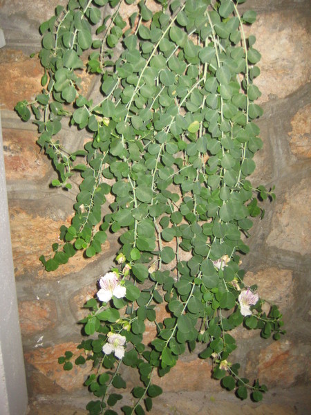 Image of Capparis orientalis specimen.