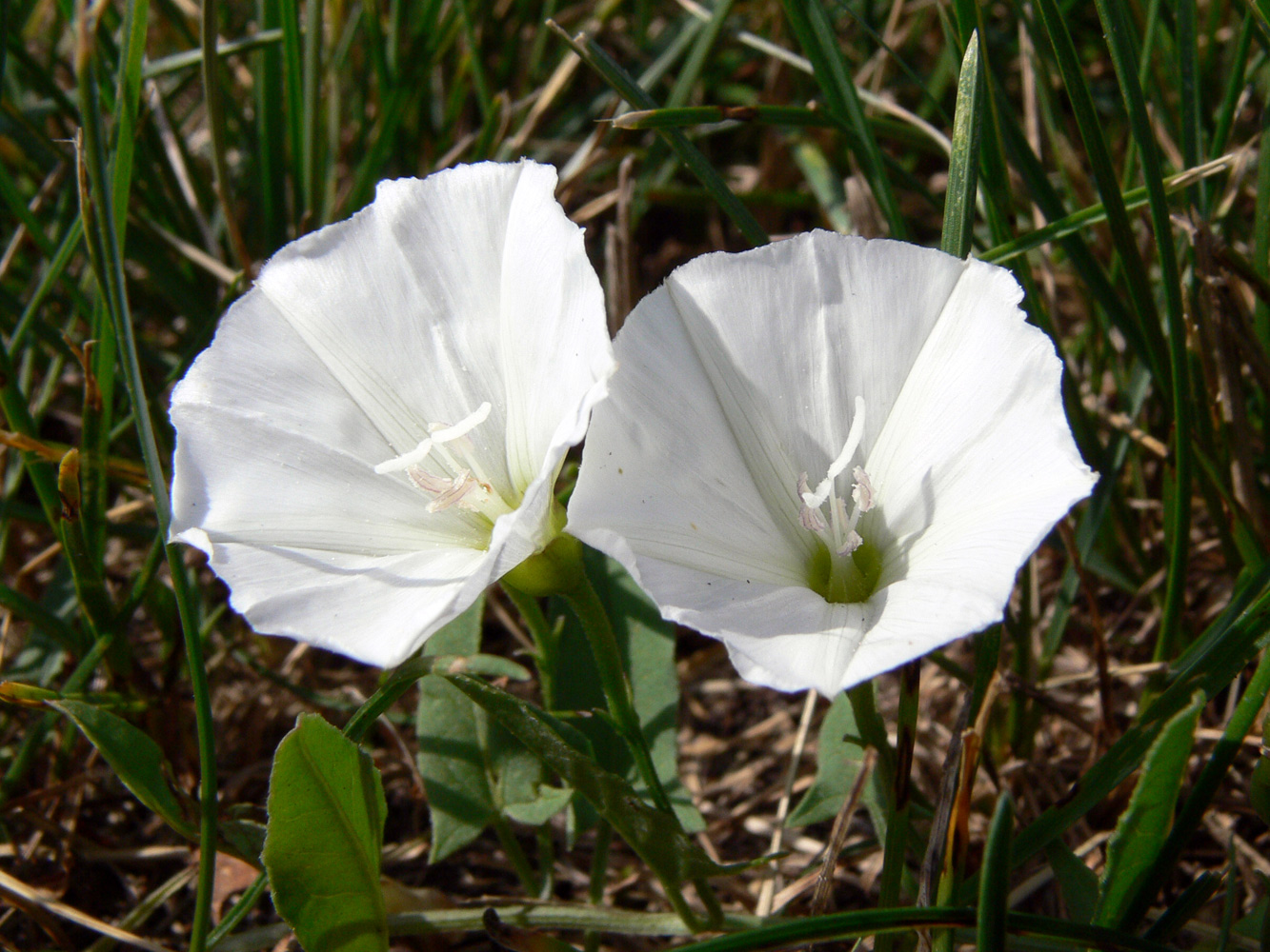 Изображение особи Convolvulus arvensis.