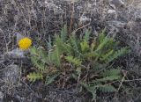 Achillea filipendulina