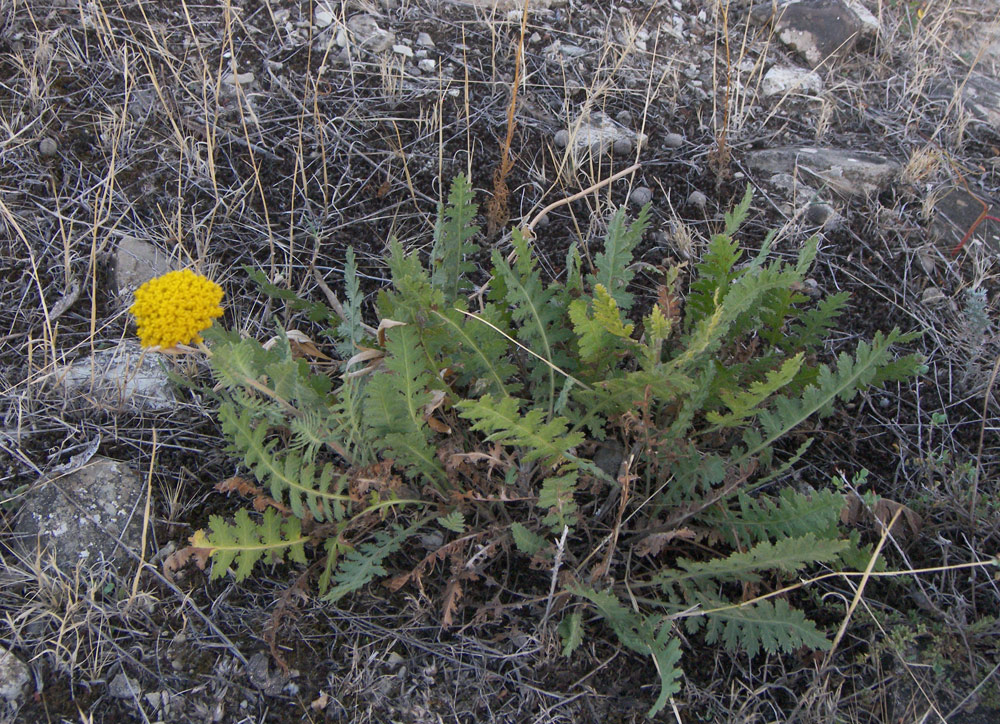 Image of Achillea filipendulina specimen.