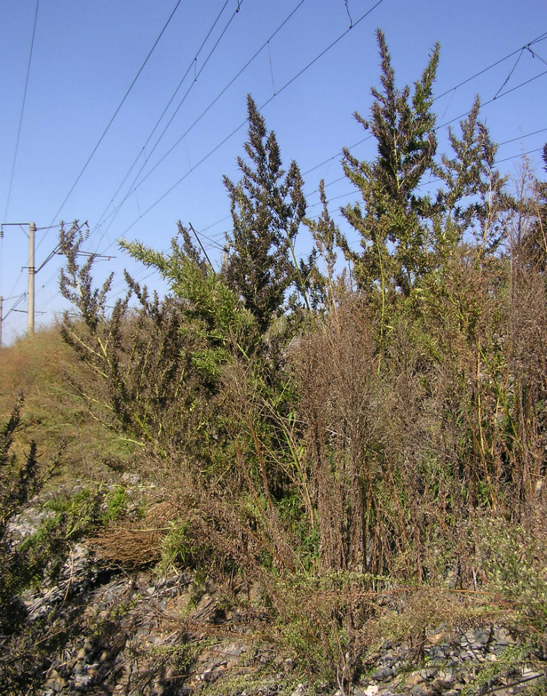 Image of Cannabis sativa var. spontanea specimen.