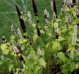 Agastache rugosa. Цветущие и отцветающие растения. Нидерланды, г. Venlo, \"Floriada 2012\". 11.09.2012.