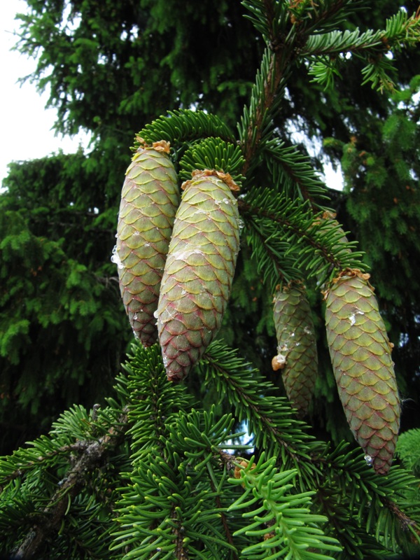 Изображение особи Picea abies.