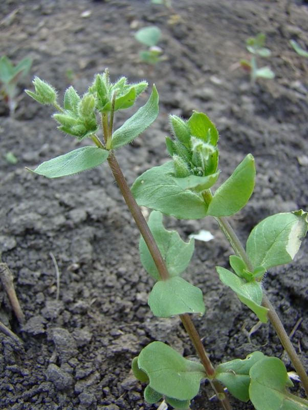 Изображение особи Stellaria pallida.