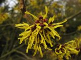 Hamamelis × intermedia