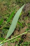 Salix acutifolia