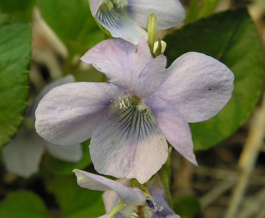 Изображение особи Viola sacchalinensis.