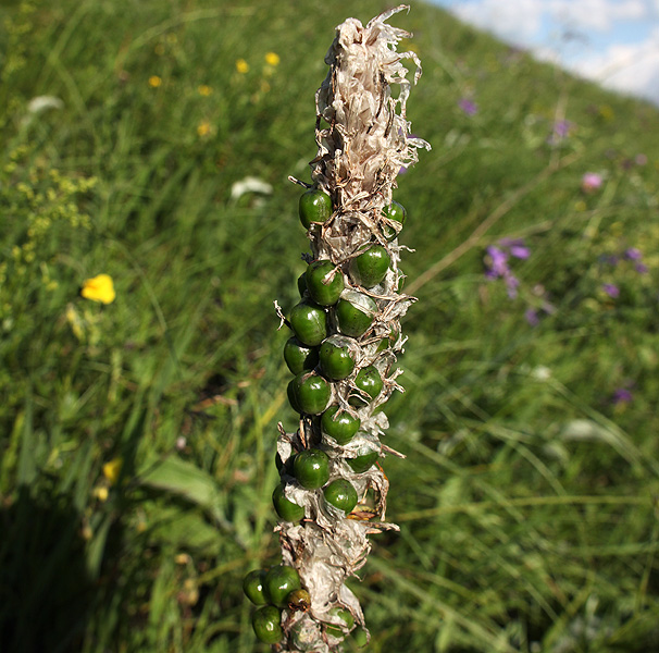 Image of Asphodeline taurica specimen.