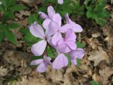 Cardamine quinquefolia