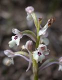 Anacamptis israelitica. Верхушка соцветия в конце цветения. Israel, Upper Galilee, Mount Meron. 21.03.2006.