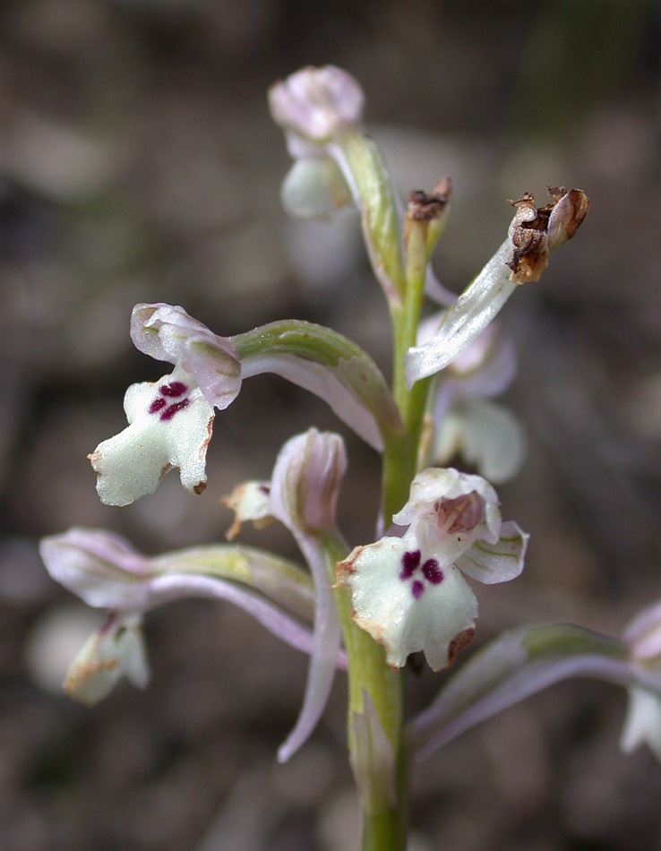 Image of Anacamptis israelitica specimen.