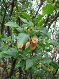 Ptelea trifoliata