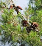 Pinus halepensis