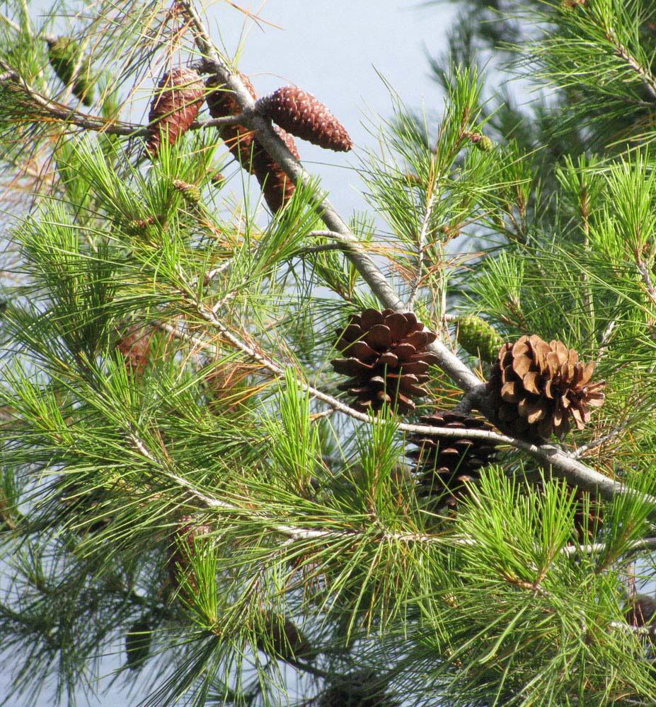 Изображение особи Pinus halepensis.