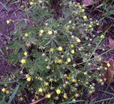 Potentilla heptaphylla