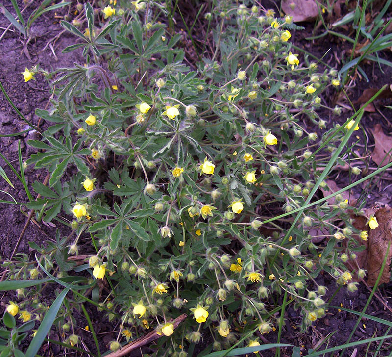 Image of Potentilla heptaphylla specimen.