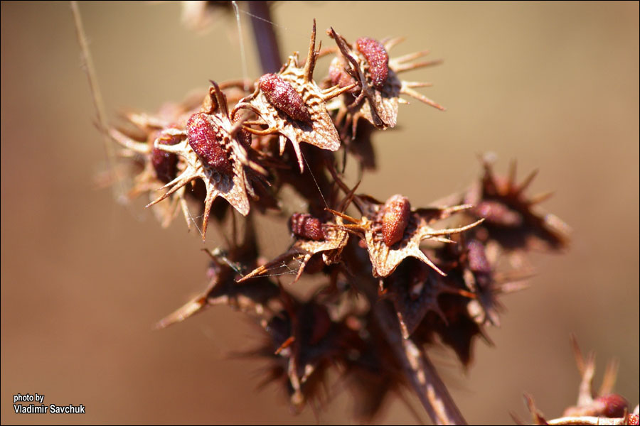 Image of Rumex halacsyi specimen.