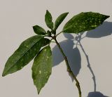 Aucuba japonica